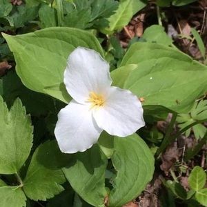 Meet your Posher, Joanne